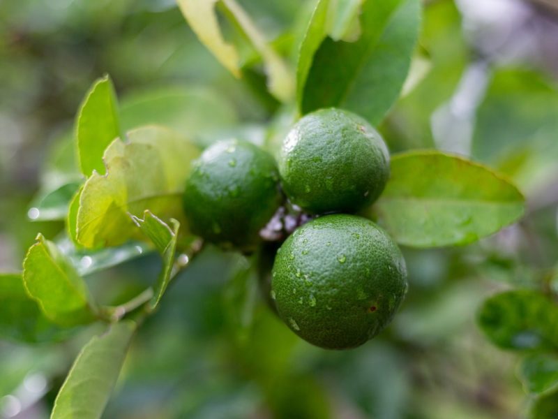 product-calamansi