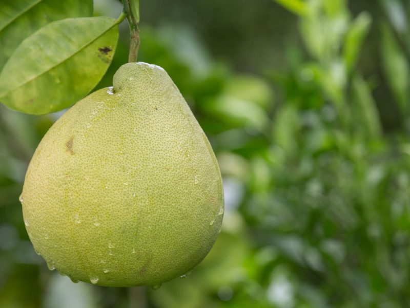 product-pomelo