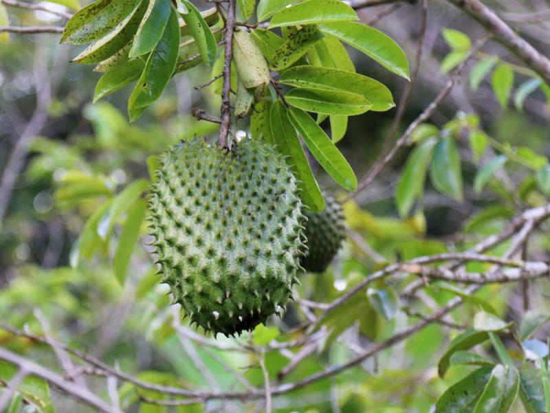 product-soursop